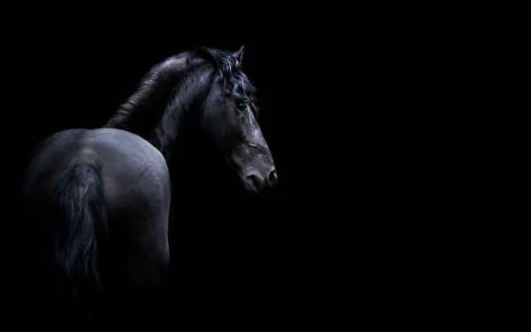 A striking black horse captured in high detail against a dark background, rendered in 4K Ultra HD for desktop wallpaper and background use.