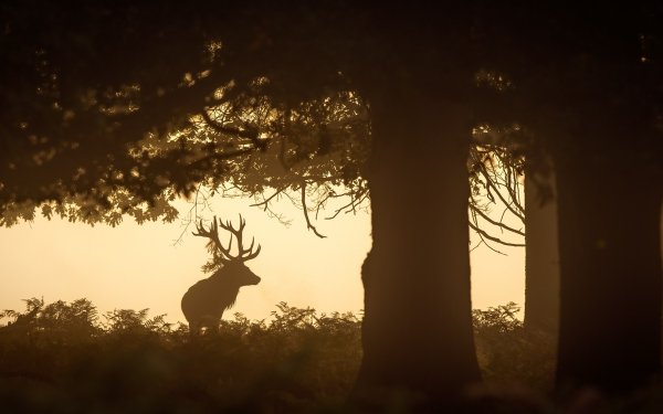 Animal Deer Silhouette HD Wallpaper | Background Image