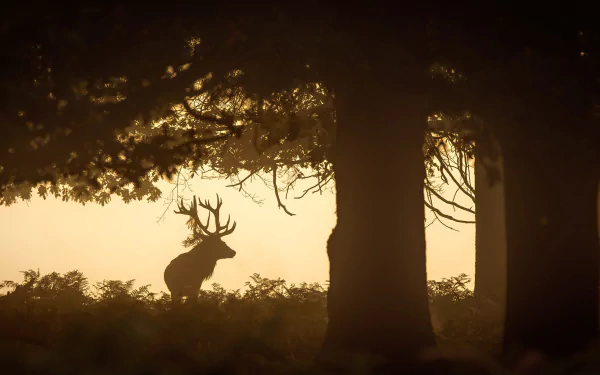 silhouette Animal deer HD Desktop Wallpaper | Background Image