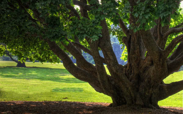 sunny nature tree HD Desktop Wallpaper | Background Image