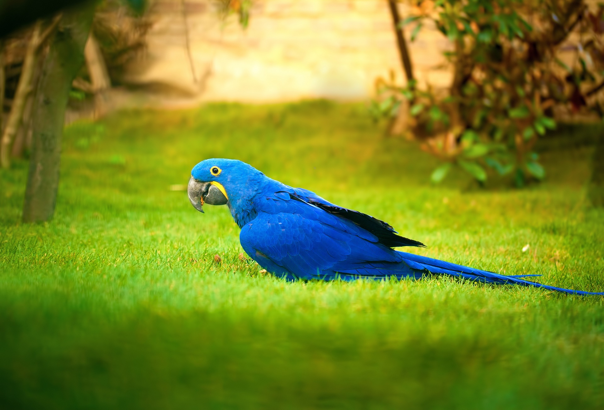 Download Parrot Bird Animal Hyacinth Macaw Hd Wallpaper