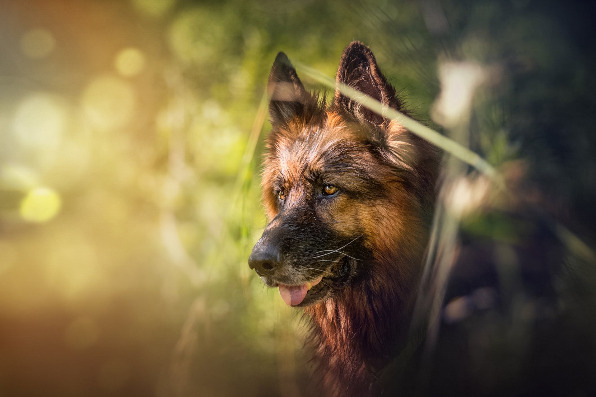 HD desktop wallpaper featuring a German Shepherd dog with a soft bokeh background, highlighting the animal's alert expression in natural light.