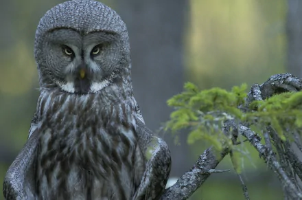 bird owl Animal Great grey owl HD Desktop Wallpaper | Background Image