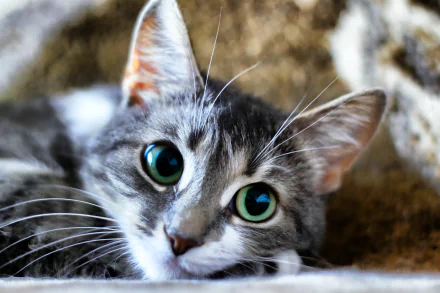 cute Animal cat cute cat HD Desktop Wallpaper | Background Image