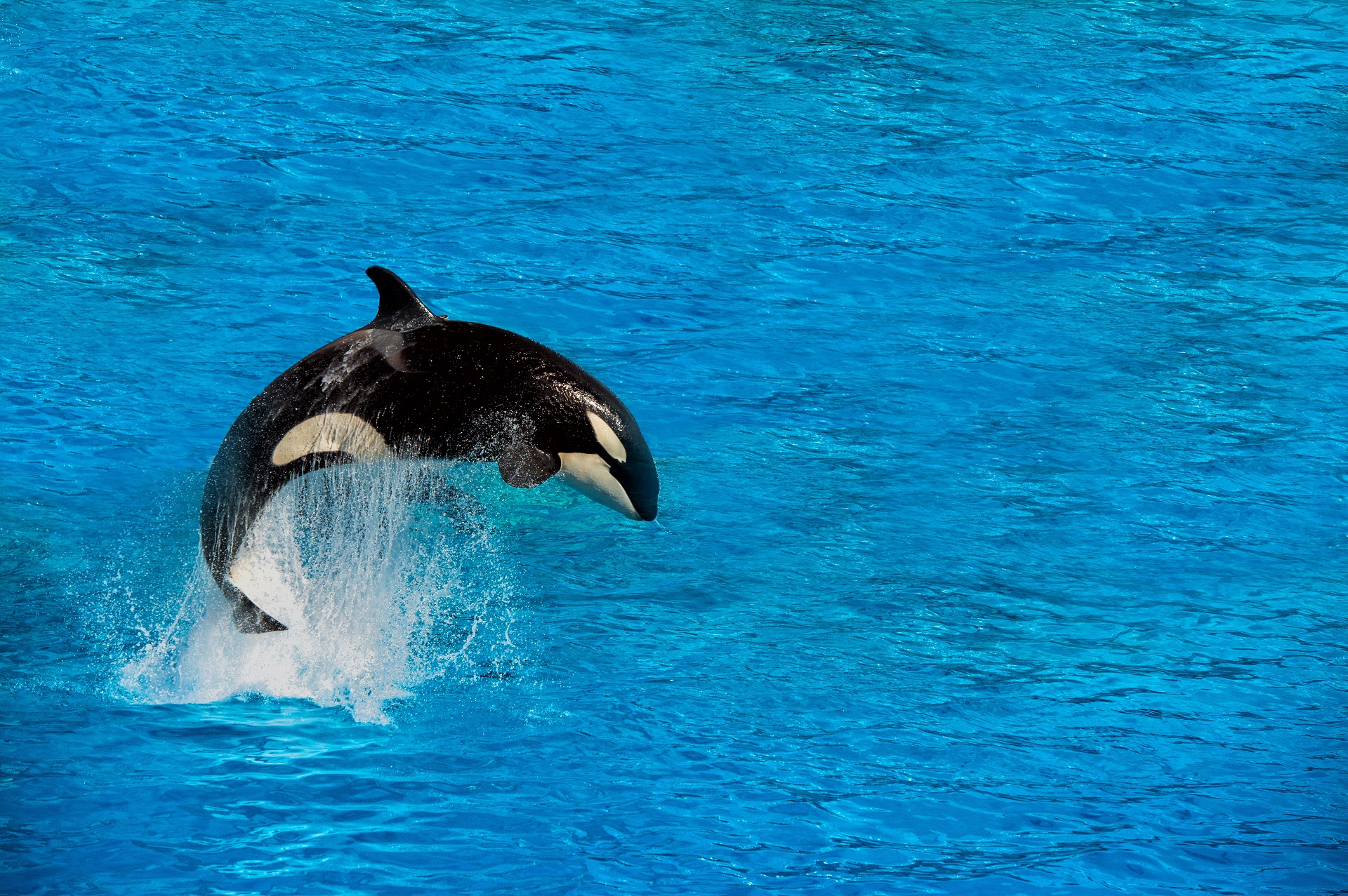 Animal Orca HD Wallpaper | Background Image