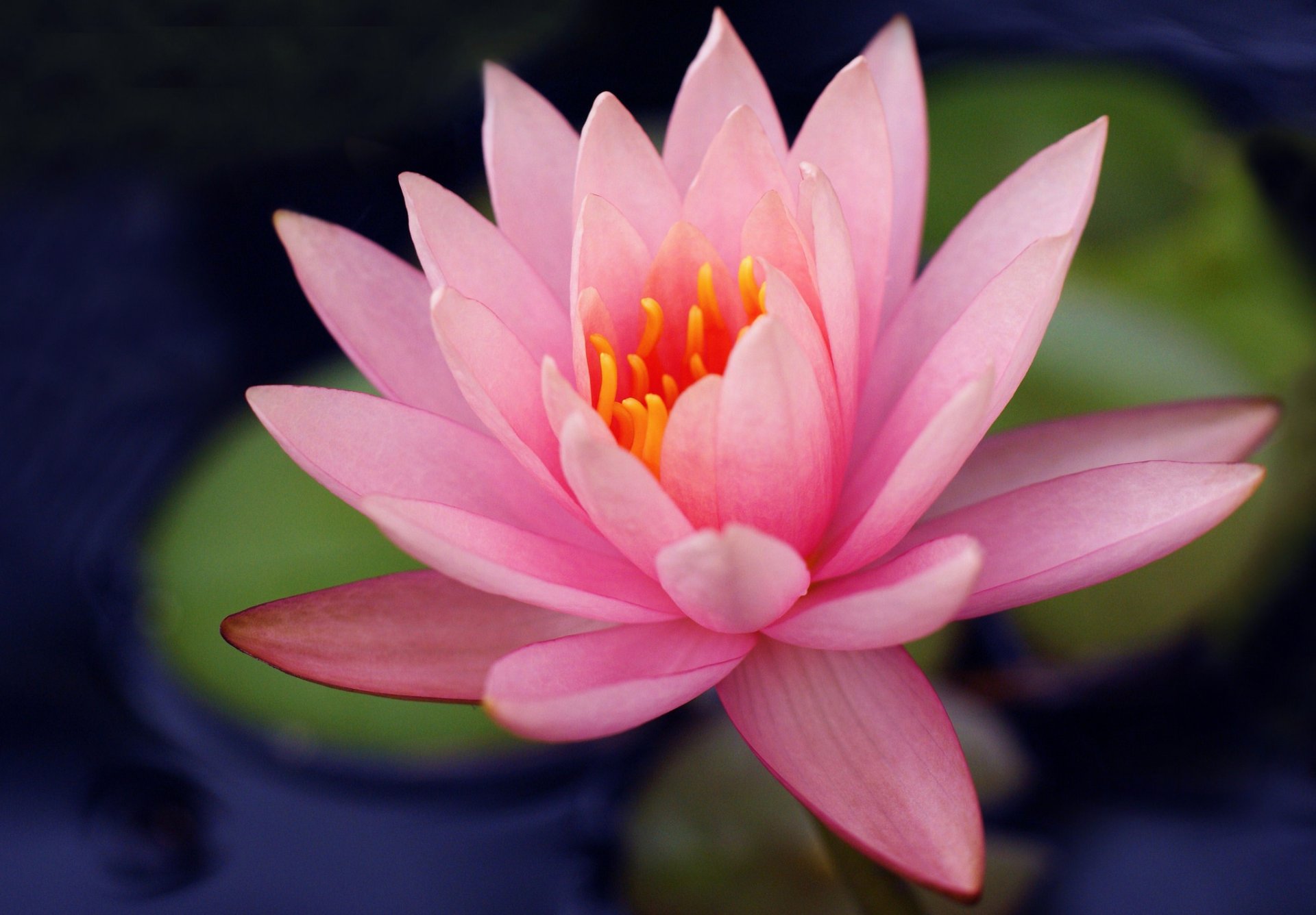 Close-up HD PC desktop wallpaper showing a pink water lily in nature, delicate petals and bright yellow stamen against softly blurred green leaves.