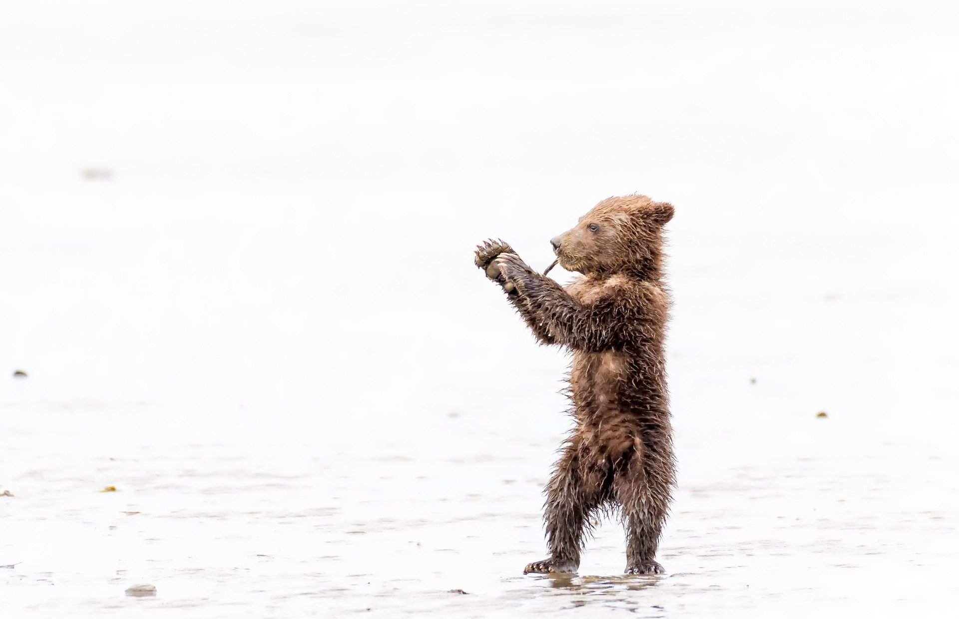 Download Baby Animal Cub Animal Bear HD Wallpaper