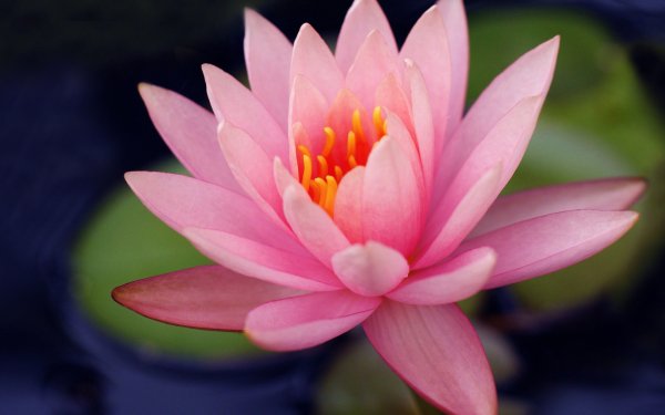 Earth Water Lily Flowers Nature Pink Flower Flower Close-Up HD Wallpaper | Background Image