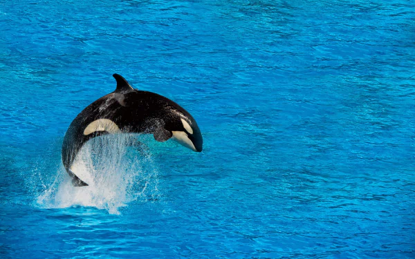whale Animal orca HD Desktop Wallpaper | Background Image