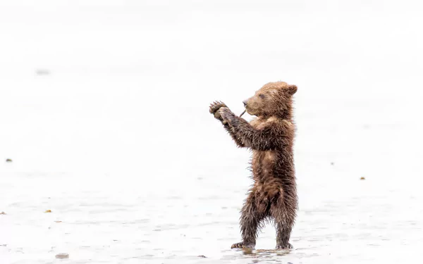 baby animal cub Animal bear HD Desktop Wallpaper | Background Image