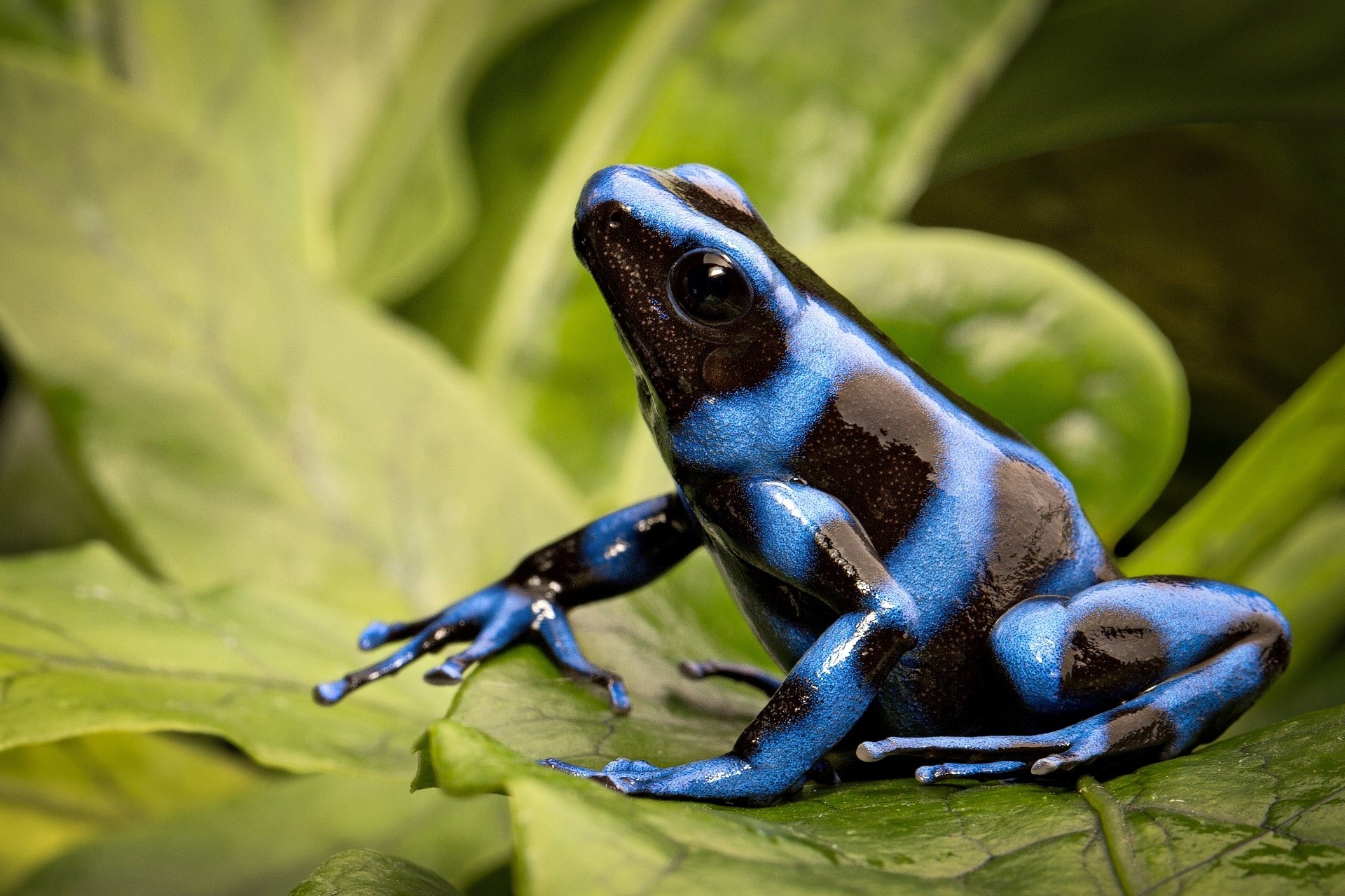 Download Animal Poison Dart Frog HD Wallpaper