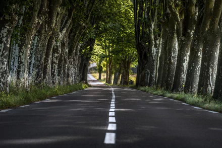 tree-lined man made road HD Desktop Wallpaper | Background Image