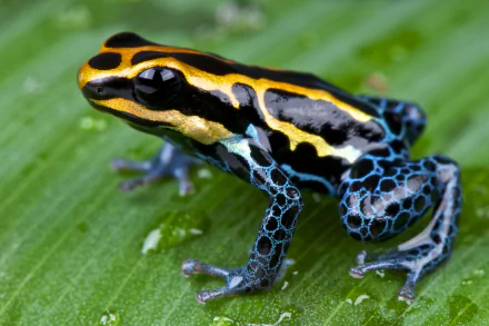 HD PC desktop wallpaper: a colorful poison dart frog with black, yellow and blue markings perched on a green leaf.