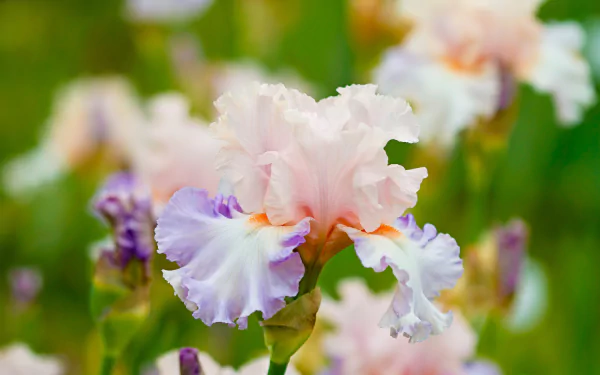 Close-up, blurred nature background of a ruffled pastel iris blossom — soft pink, lavender and orange details — HD PC desktop wallpaper/background.