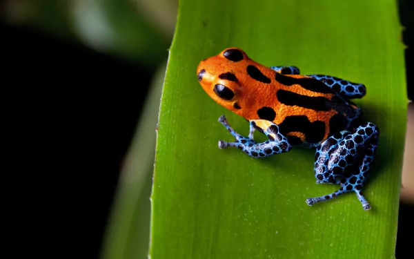 A vibrant poison dart frog with bright orange and blue patterns perched on a green leaf, captured in high definition as a PC desktop wallpaper background.