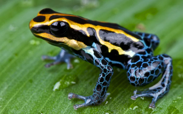 HD PC desktop wallpaper: a colorful poison dart frog with black, yellow and blue markings perched on a green leaf.