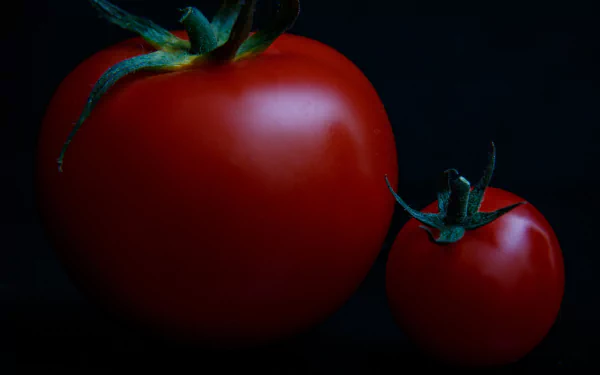 Close-up of two glossy red tomatoes against a dark backdrop — food, 5K Ultra HD PC desktop wallpaper and background.