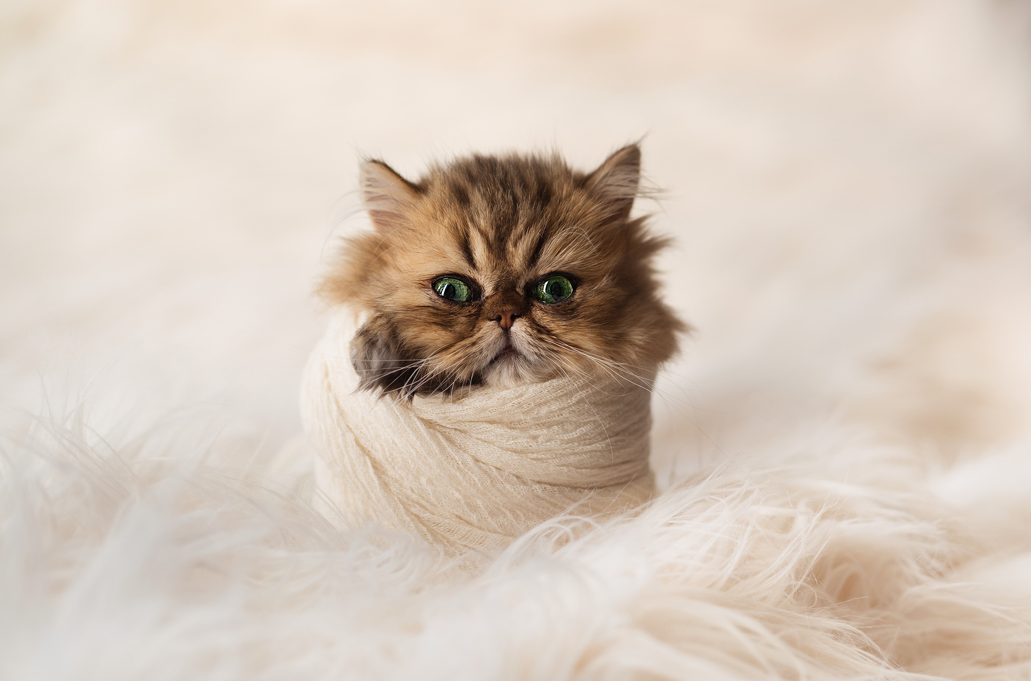 Cat HD Wallpaper | Background Image | 2048x1354 | ID:724717 - Wallpaper