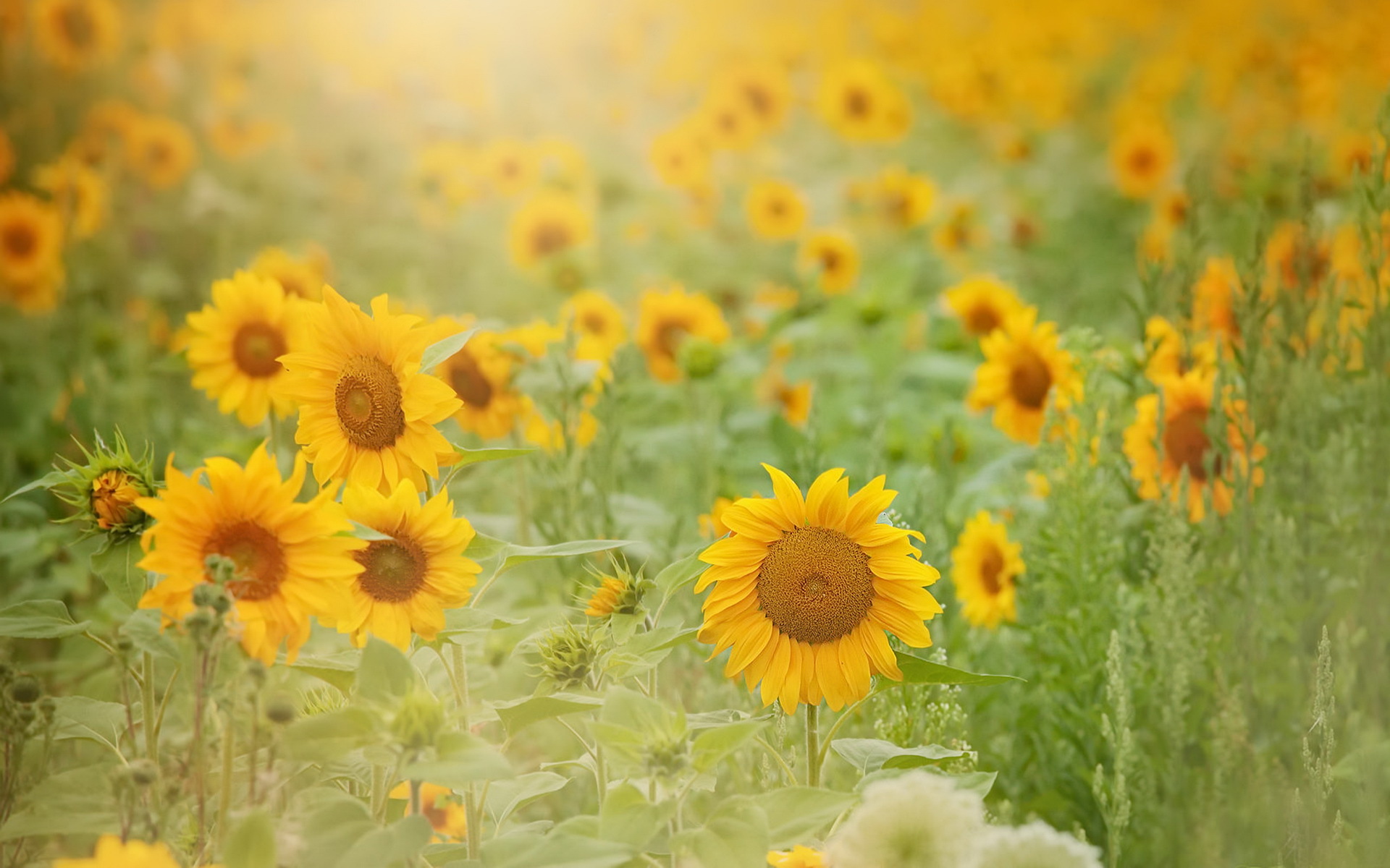 Download Yellow Flower Summer Flower Nature Sunflower Hd Wallpaper 3270