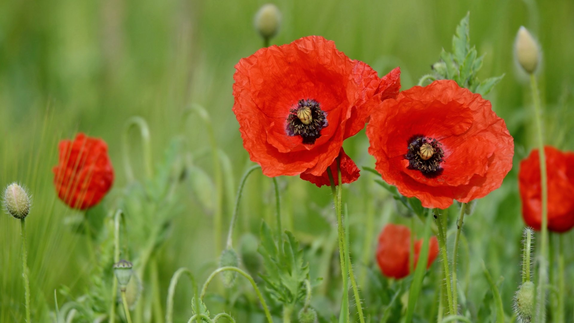 Download Nature Red Flower Flower Poppy 4k Ultra HD Wallpaper