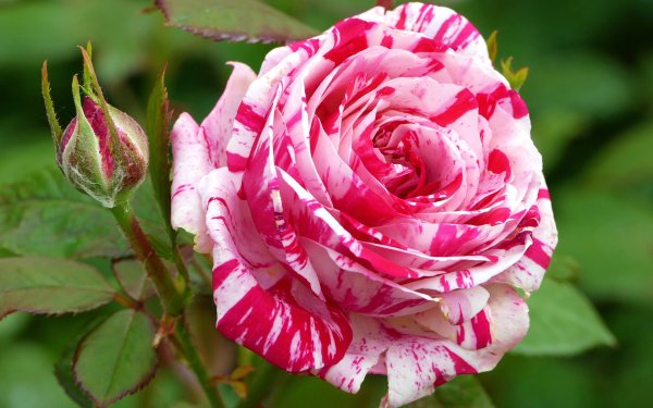 Nature Rose Flowers Flower Close-Up Pink Flower HD Wallpaper | Background Image