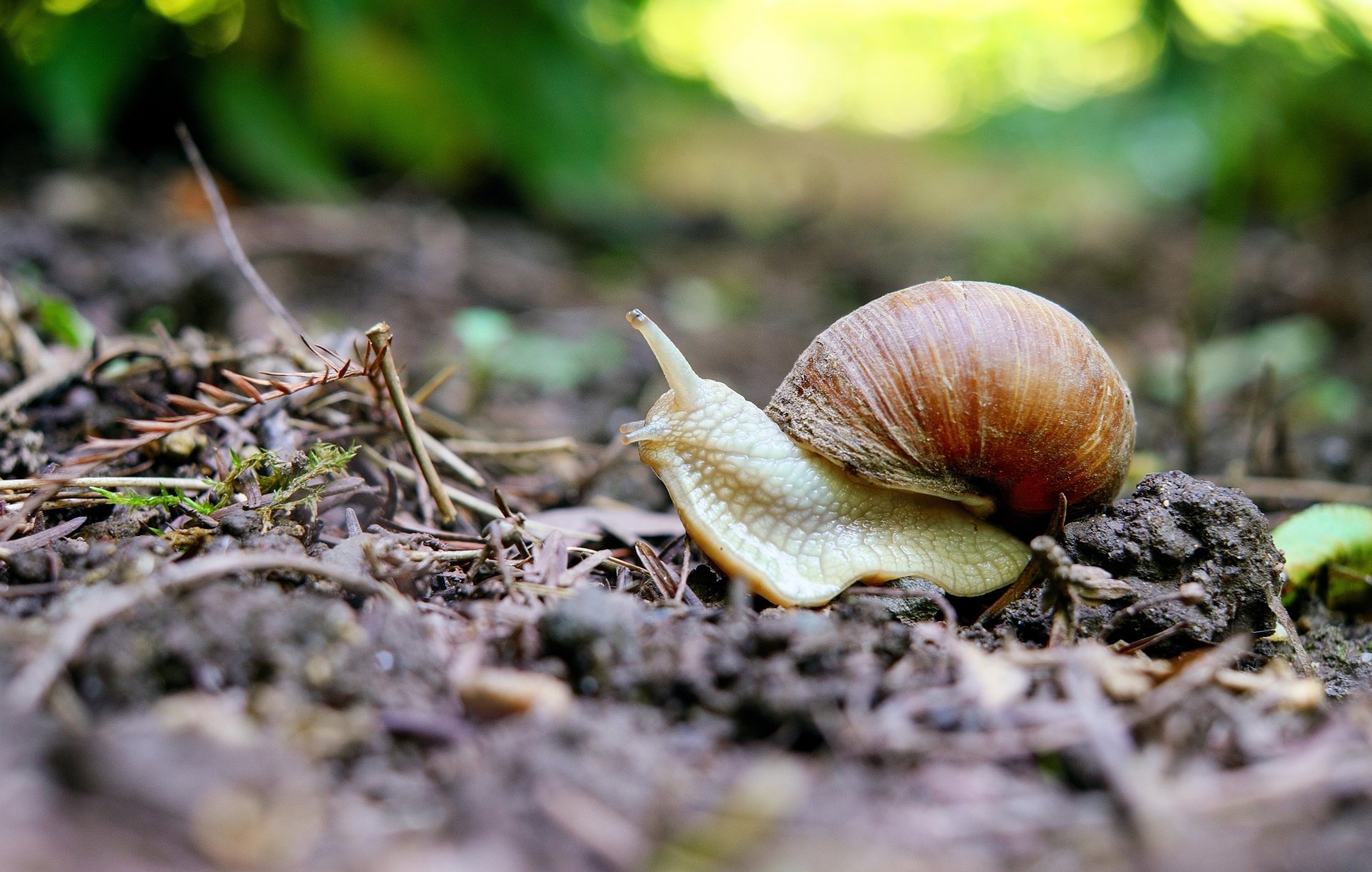 Download Bokeh Animal Snail 4k Ultra HD Wallpaper by Couleur