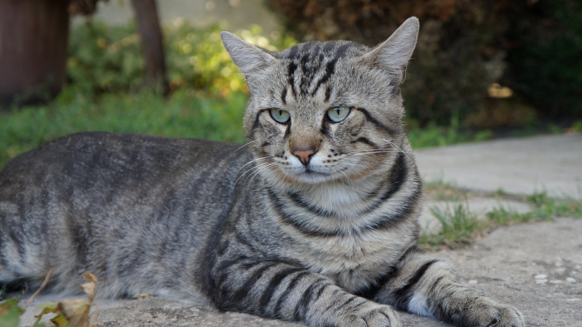 5K Ultra HD PC desktop wallpaper: an animal — a striped tabby cat with green eyes reclining on a garden path.