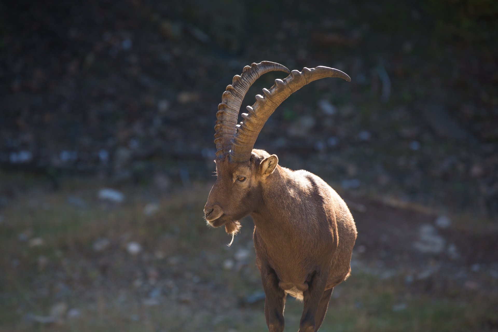 A majestic alpine ibex goat with large curved horns stands in natural light, captured in sharp detail for a 4K Ultra HD desktop wallpaper background.