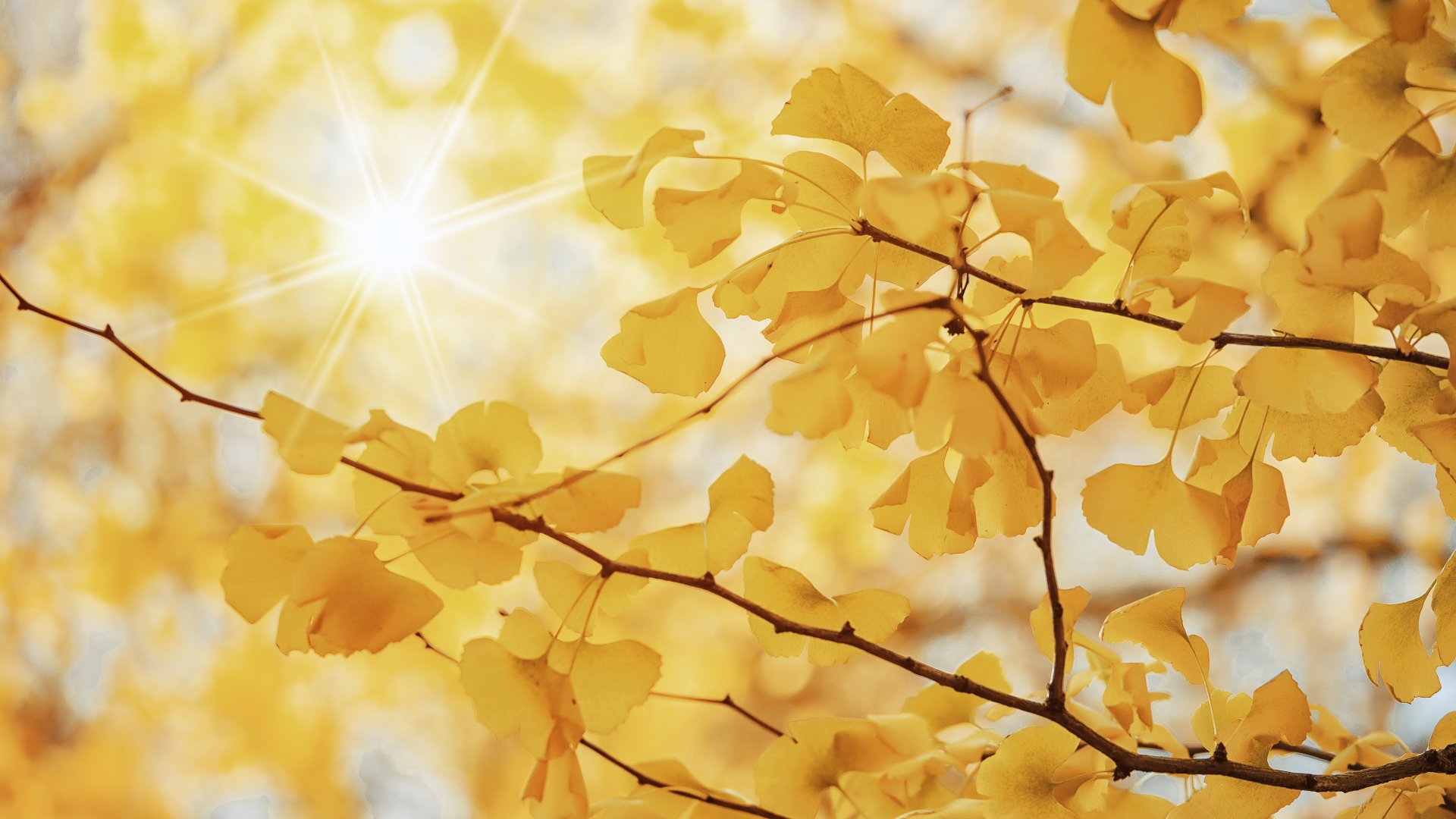 5K Ultra HD PC desktop wallpaper: sunbeam streaming through golden leaves on a delicate branch, warm close-up nature scene.