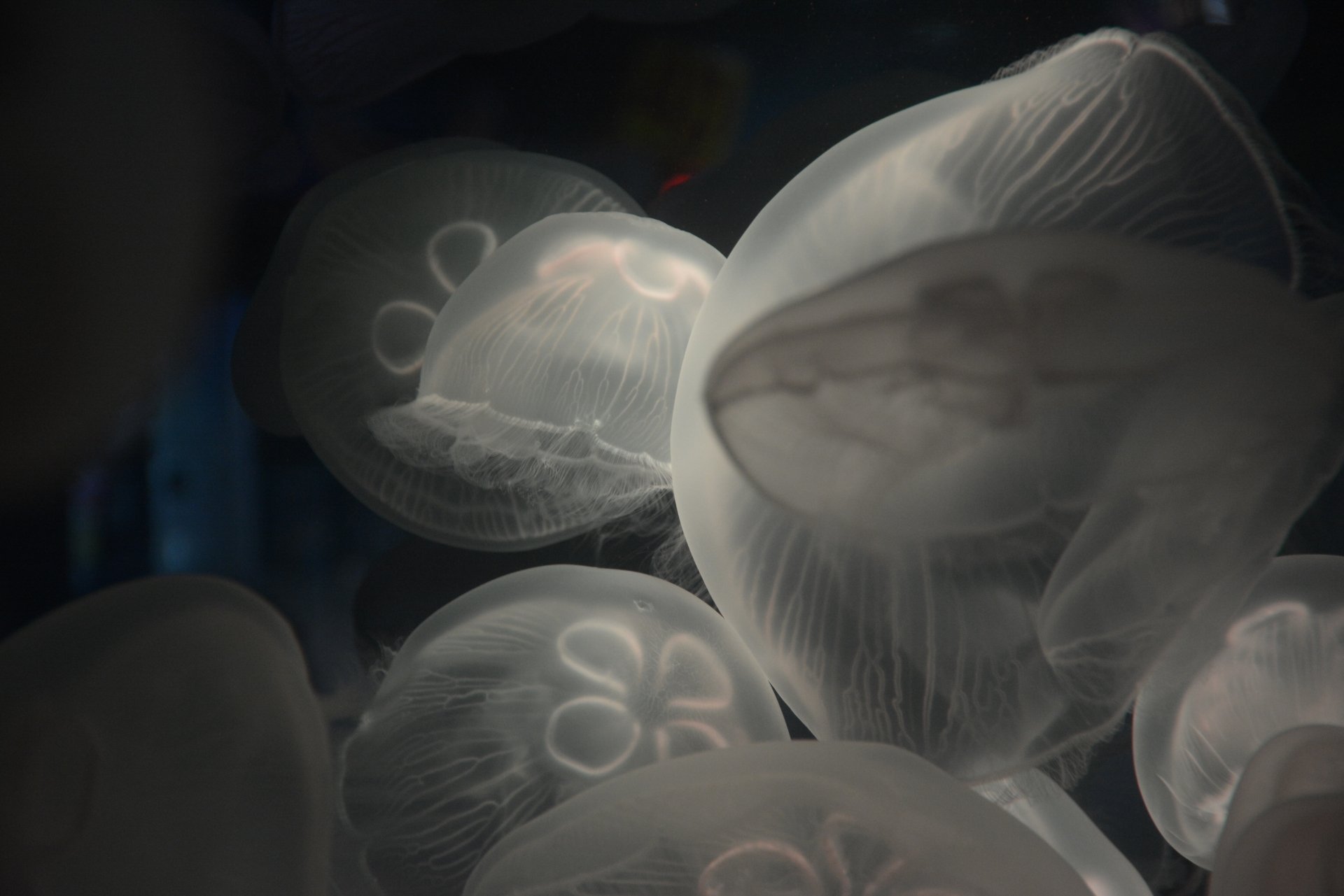 Translucent jellyfish drifting in deep blue, soft bioluminescent glow and delicate bells — 4K Ultra HD PC desktop wallpaper of sea life and marine animal.