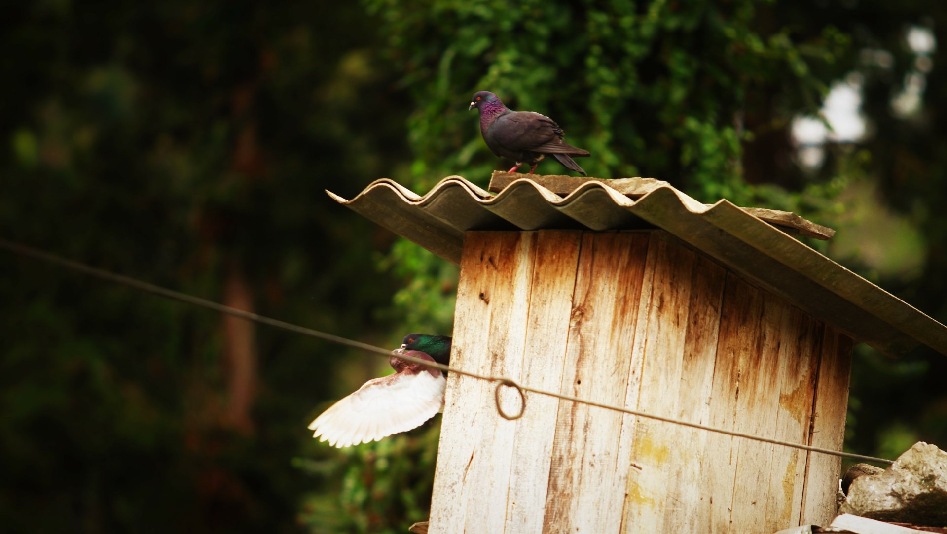 Third Wheel by Hieu353Extrope