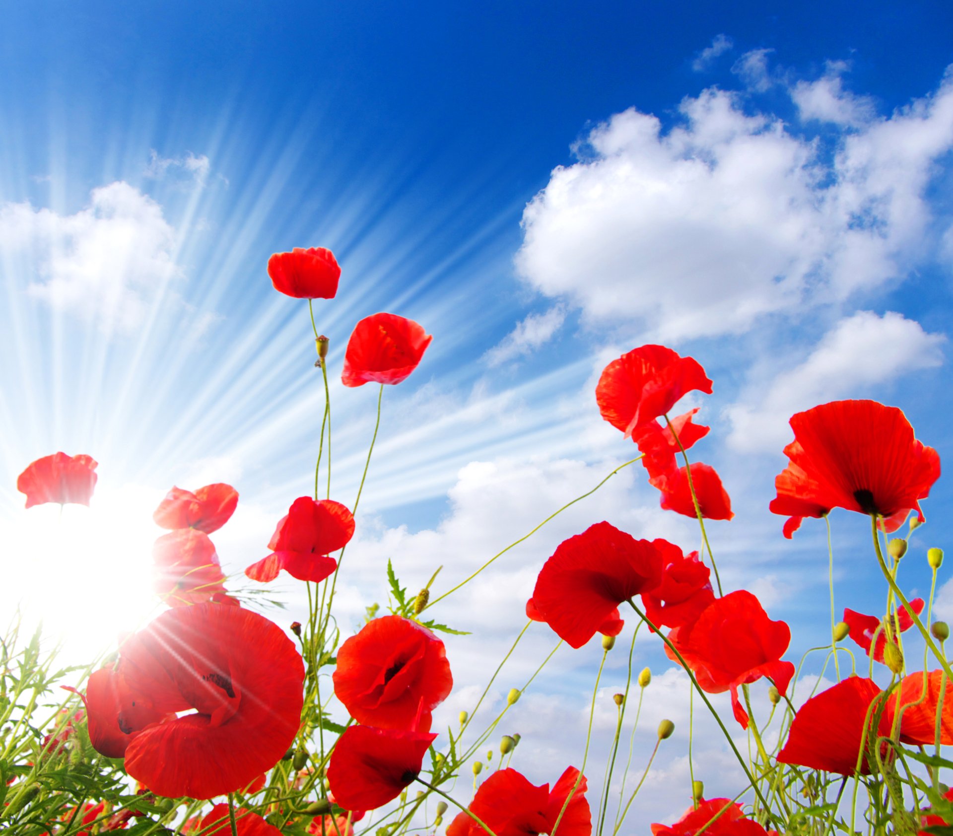Download Sun Sunbeam Sky Summer Flower Nature Red Flower Poppy HD ...
