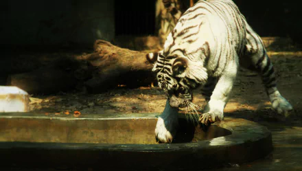 A white tiger interacts playfully near a water basin in this vibrant 4K Ultra HD image, showcasing the beauty and grace of this majestic animal in its natural habitat.