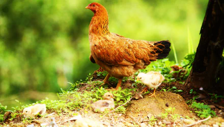 5K Ultra HD PC desktop wallpaper/background of a hen and fluffy chicks on a sunlit grassy bank — chick, Animal, chicken.
