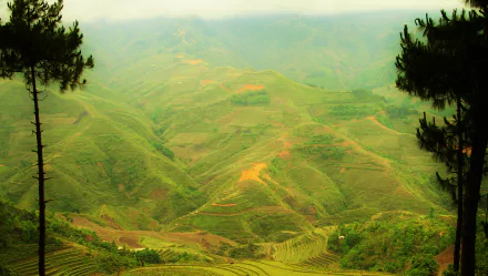 Ladder Field