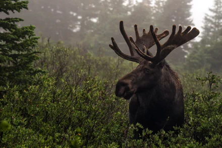 HD PC desktop wallpaper featuring a majestic moose standing amidst lush green foliage in a misty forest setting.