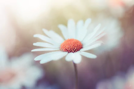 white flower nature flower HD Desktop Wallpaper | Background Image