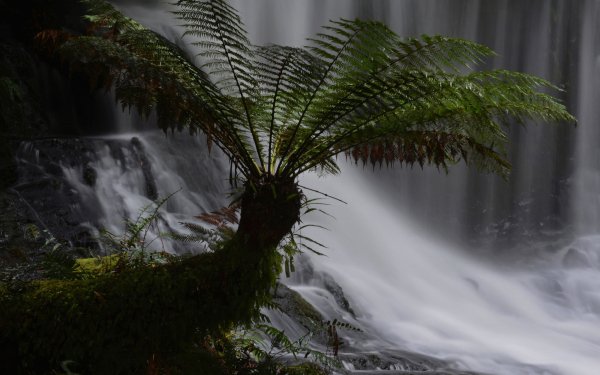 Earth Fern Nature Waterfall Moss HD Wallpaper | Background Image