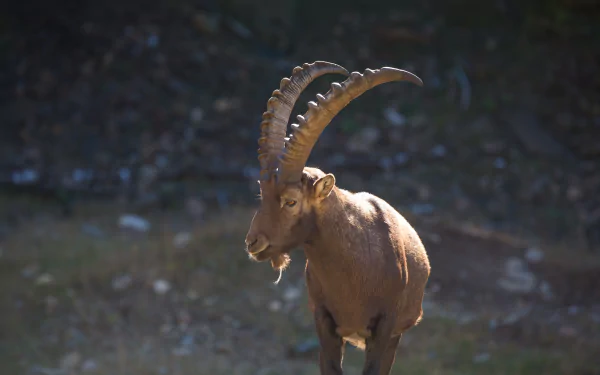 goat Animal alpine ibex HD Desktop Wallpaper | Background Image