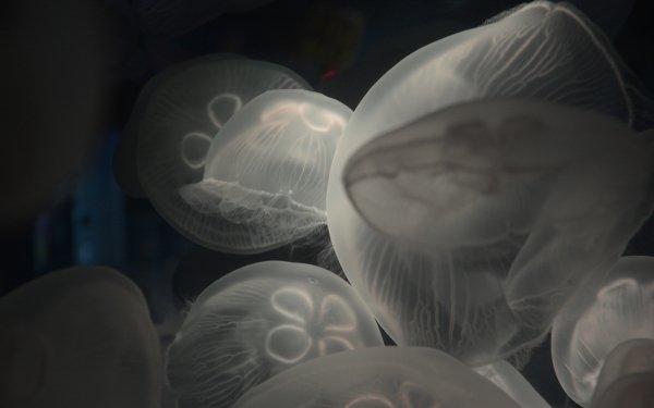 Animal Jellyfish Sea Life HD Wallpaper | Background Image