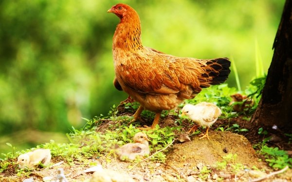 Animal Chicken Birds Galliformes Chick HD Wallpaper | Background Image
