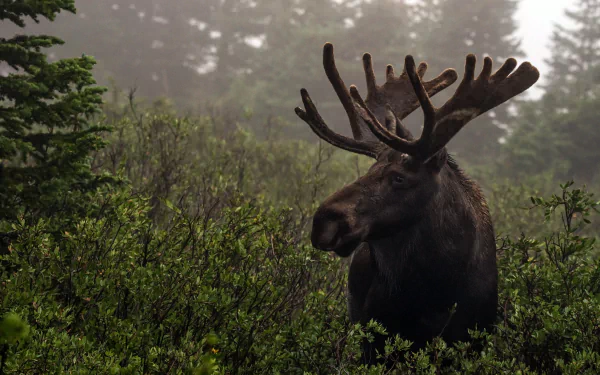 HD PC desktop wallpaper featuring a majestic moose standing amidst lush green foliage in a misty forest setting.