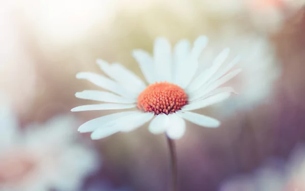 white flower nature flower HD Desktop Wallpaper | Background Image