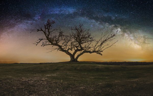 Nature Tree Trees Lonely Tree Milky Way Night Starry Sky HD Wallpaper | Background Image