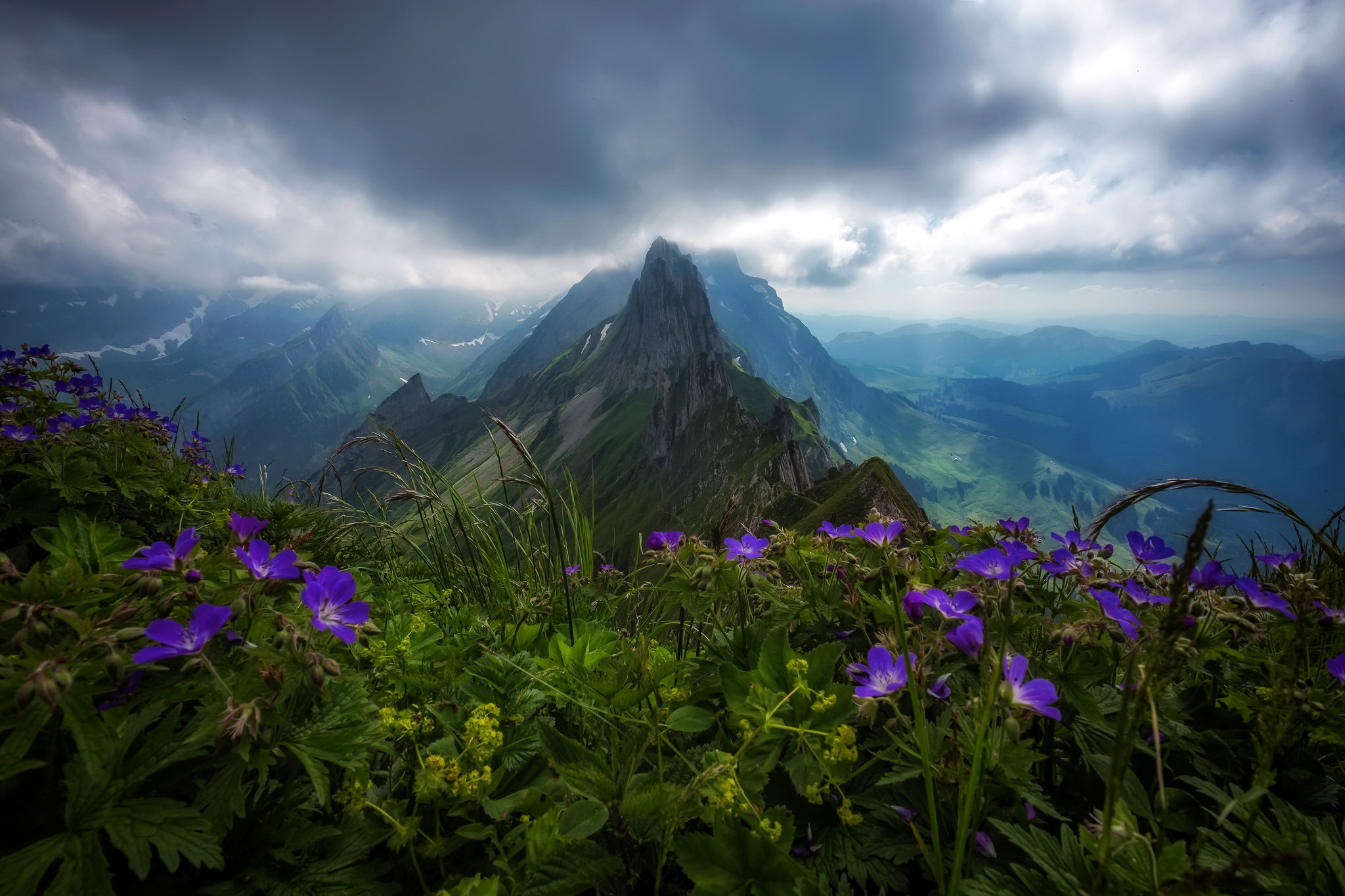 Download Mountain Valley Purple Flower Flower Nature Landscape HD Wallpaper