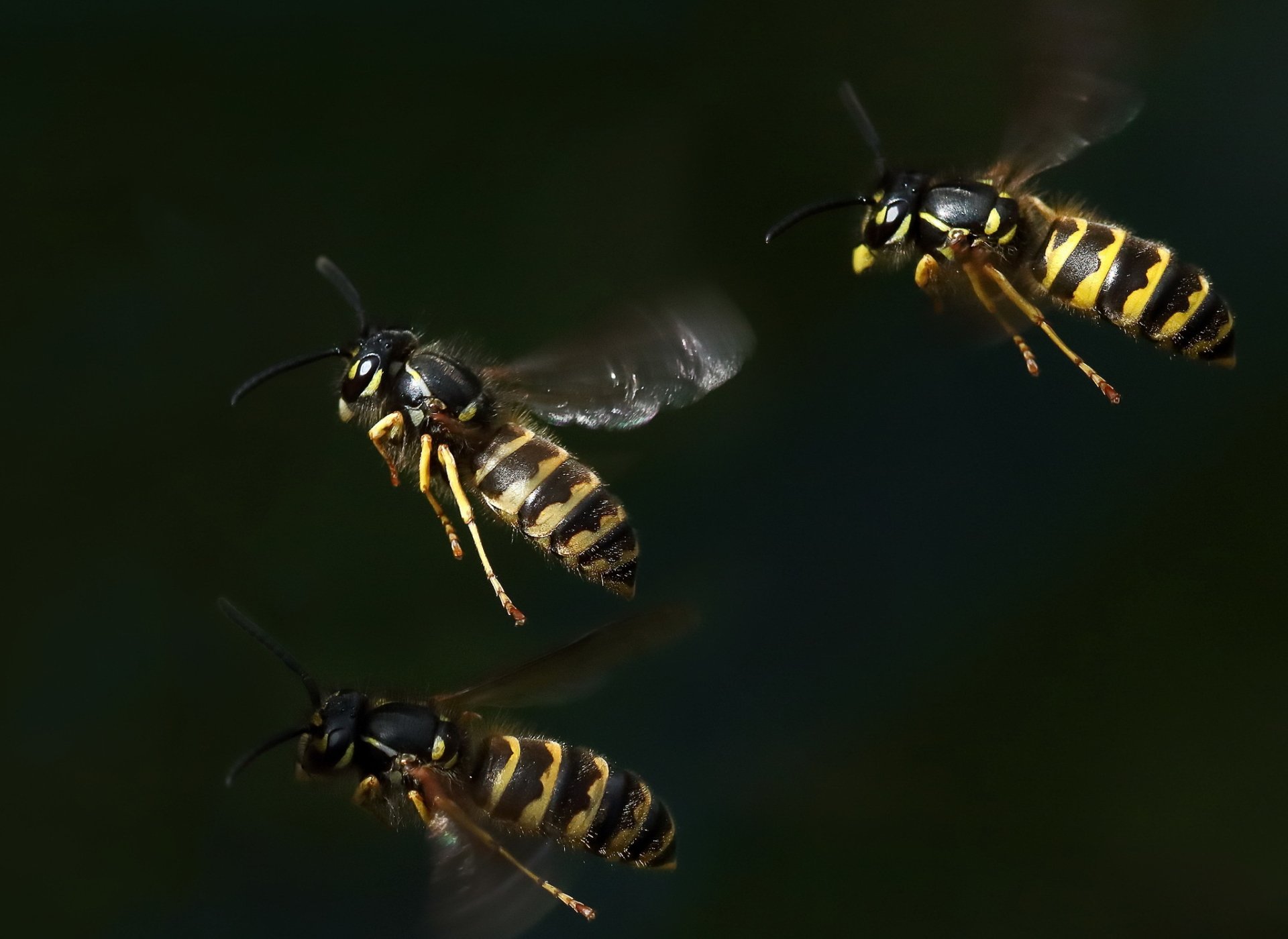 Animal Wasp HD Wallpaper