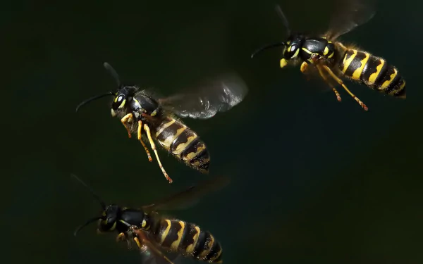 insect Animal wasp HD Desktop Wallpaper | Background Image