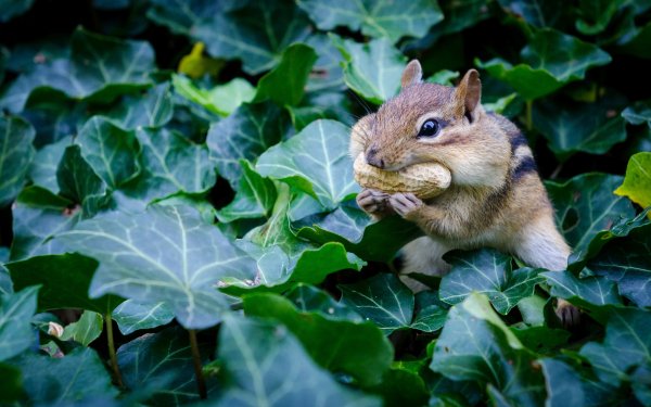 Animal Chipmunk Rodent Leaf HD Wallpaper | Background Image
