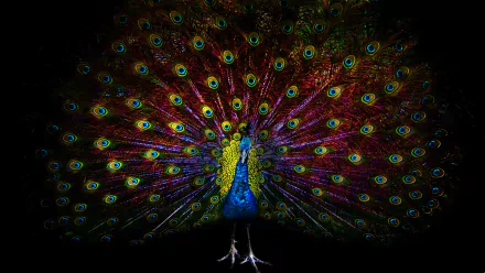HD desktop wallpaper of a peacock displaying vibrant, multicolored feathers in full fan, set against a dark background.