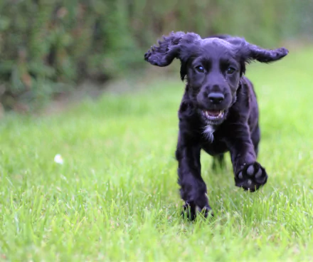 A black cocker spaniel puppy joyfully running through green grass, captured in sharp detail for a 4K Ultra HD desktop wallpaper.